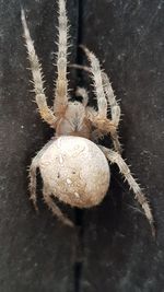 Close-up of spider on plant