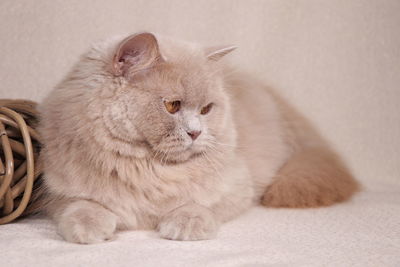 Cat relaxing on bed at home