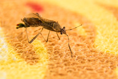 Close-up of grasshopper