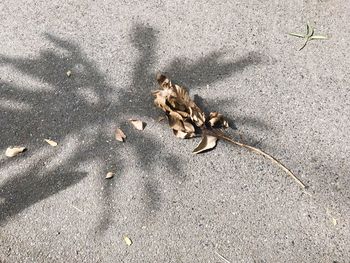 High angle view of starfish on sand