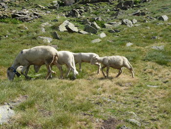 Sheep grazing in a mountain field