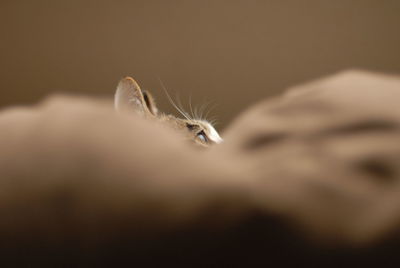 Portrait of brown tabby cat