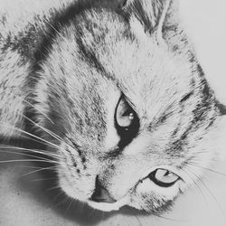 Close-up portrait of a cat