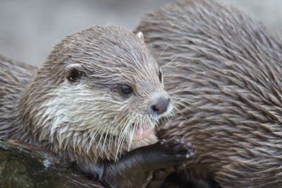 Close-up of an animal