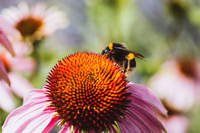 Close-up of bee pollinating on flower