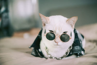 Close-up portrait of white cat on floor