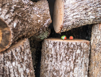 Close-up of bananas on tree trunk