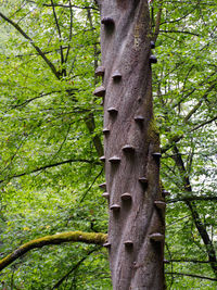 Low angle view of tree trunk in forest