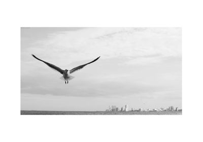 Seagull flying over the sea