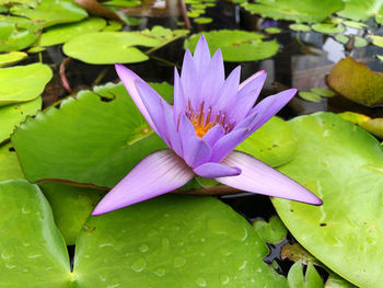 Close-up of lotus water lily in pond