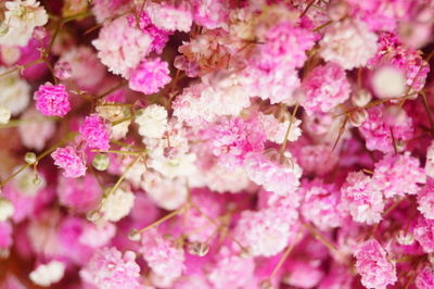 Full frame shot of pink flowers