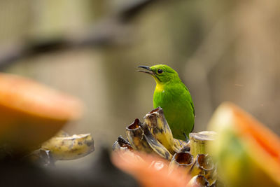 Close-up of bird perching on hand