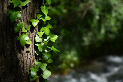 Close-up of fresh green tree trunk