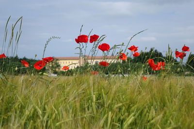 Close-up of red poppy flowers in field