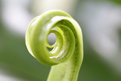 Close-up of green leaf