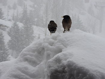 View of birds in snow