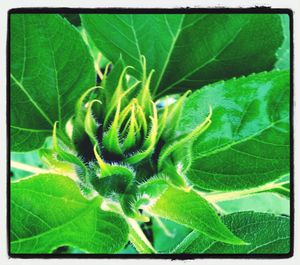 Close-up of green leaves