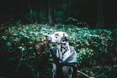 Dog in forest