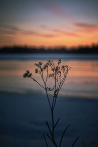 Silhouette plant by lake against romantic sky at sunset