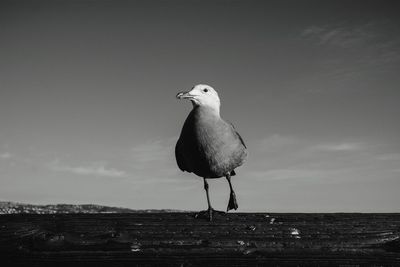 Bird perching on wall