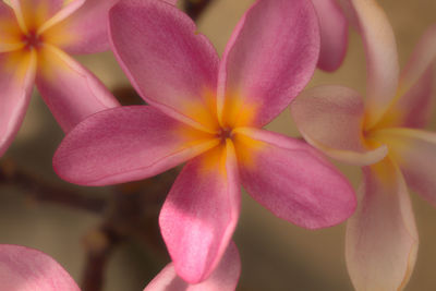 Close-up of pink frangipani flowers