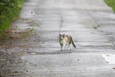 Cat standing on road