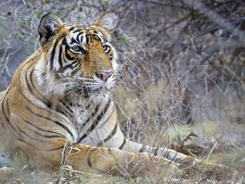 Tiger in a forest