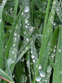 Full frame shot of wet plants