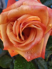 Close-up of orange rose