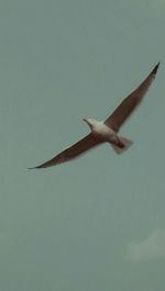 Low angle view of birds flying in sky