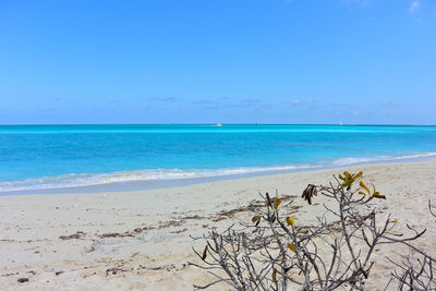 Scenic view of sea against clear blue sky