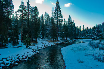 Trees on snow covered landscape against sky