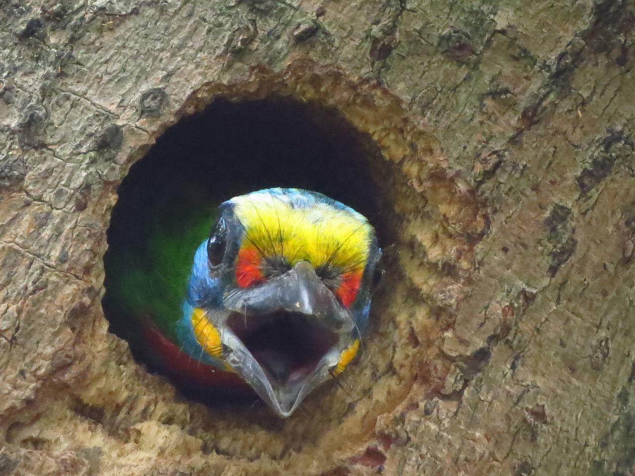 CLOSE-UP OF PARROT