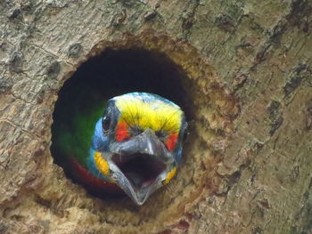 Close-up of a bird