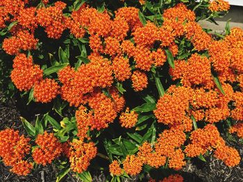 High angle view of orange flowers