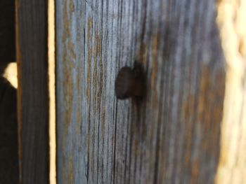 Close-up of rusty door