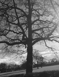 Silhouette bare tree against sky