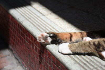 Close-up of cat