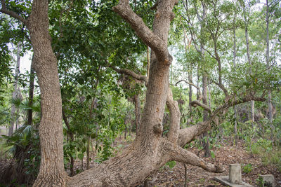 Low angle view of trees on field