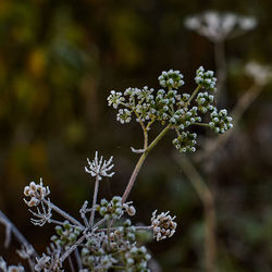 Close-up of white flowering plant during winter