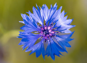 Close-up of purple blue flower