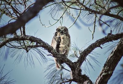Low angle portrait of owl perching on branch against clear sky