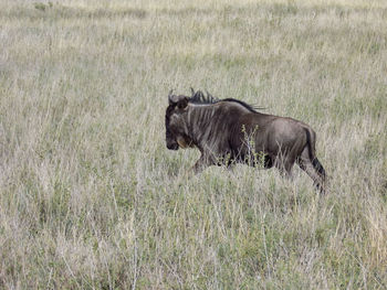 Wildebeest in the tall grass of the serengeti national park