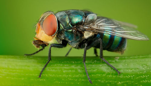 Close-up of fly on leaf