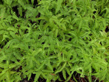 Full frame shot of fresh green plants