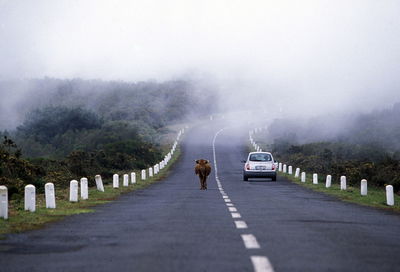 Cow walking by car on road during foggy weather