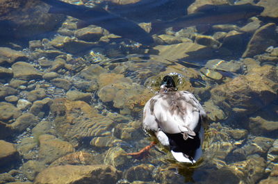 High angle view of duck swimming on lake