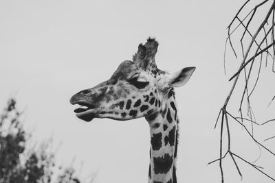 View of giraffe against sky