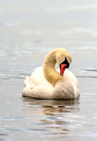 Close-up of a bird