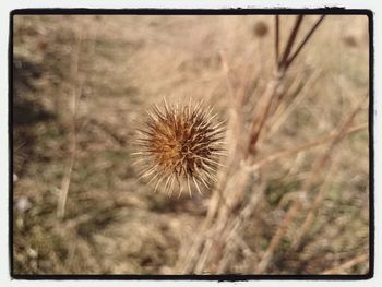 Close-up of dandelion